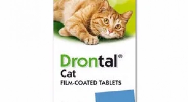 Как и защо да давате на drontal котки